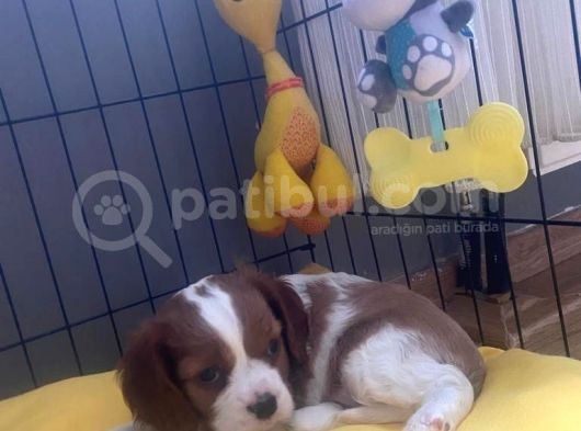 2 Aylık Ruby Dişi Blenheim Erkek görsel