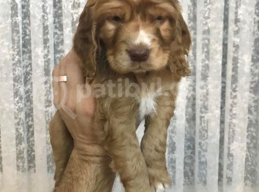 3 Aylık Cocker