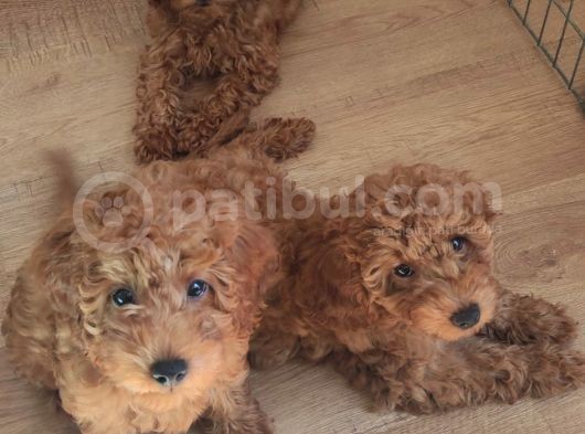 A Scr Muhteşem Toy Poodle  Yavrularimiz