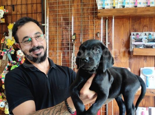A Kalite Labrador Retriever Yavrularımız görsel