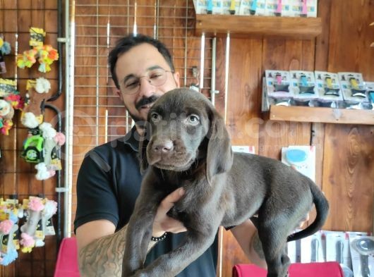 A Kalite Labrador Retriever Yavrularımız görsel