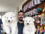 Ayi̇ Yavrusu Samoyed A Kali̇te Irk