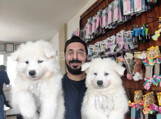 Ayi̇ Yavrusu Samoyed A Kali̇te Irk görsel