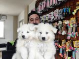 Ayi̇ Yavrusu Samoyed A Kali̇te Irk