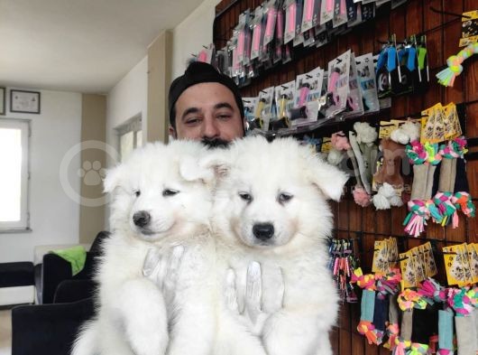 Ayi̇ Yavrusu Samoyed A Kali̇te Irk görsel
