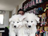 Ayi̇ Yavrusu Samoyed A Kali̇te Irk