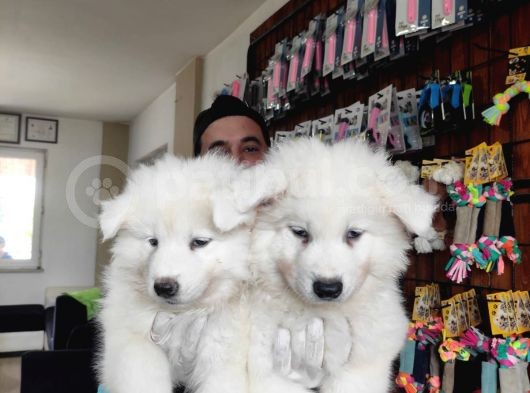 Ayi̇ Yavrusu Samoyed A Kali̇te Irk görsel