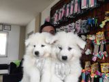 Ayi̇ Yavrusu Samoyed A Kali̇te Irk