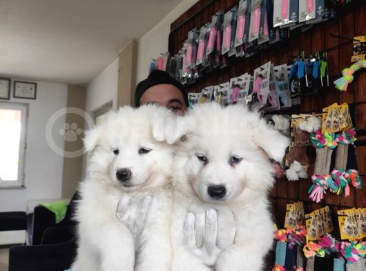 Ayi̇ Yavrusu Samoyed A Kali̇te Irk görsel