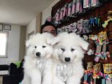 Ayi̇ Yavrusu Samoyed A Kali̇te Irk