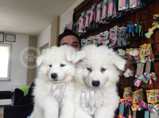 Ayi̇ Yavrusu Samoyed A Kali̇te Irk görsel