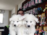 Ayi̇ Yavrusu Samoyed A Kali̇te Irk