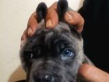 Ukifed A Scrli̇  Blue Cane Corso Italiano Yavrularımız