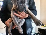 Ukifed a SCRLİ  blue cane corso Italiano yavrularımız