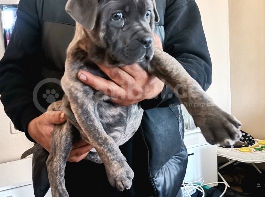 Ukifed A Scrli̇  Blue Cane Corso Italiano Yavrularımız