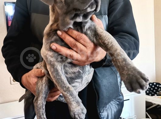 Ukifed A Scrli̇  Blue Cane Corso Italiano Yavrularımız görsel