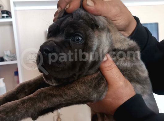 Ukifed A Scrli̇  Blue Cane Corso Italiano Yavrularımız görsel