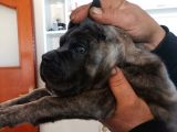 Ukifed A Scrli̇  Blue Cane Corso Italiano Yavrularımız