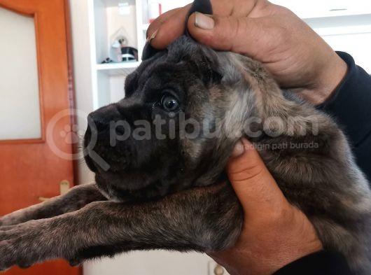 Ukifed A Scrli̇  Blue Cane Corso Italiano Yavrularımız görsel