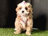 Dizayn  Renk Maltipoo 