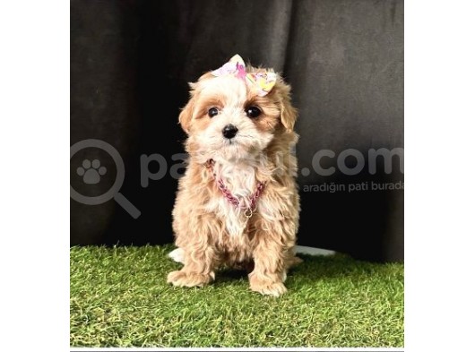 Dizayn  Renk Maltipoo  görsel