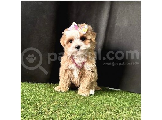 Dizayn  Renk Maltipoo 