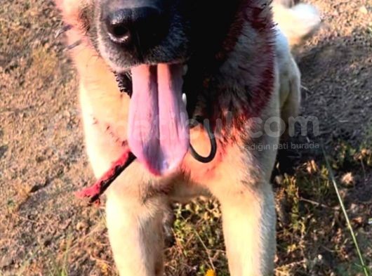 Safkan Kangal Panter Soyu Kurtcu Kangal görsel