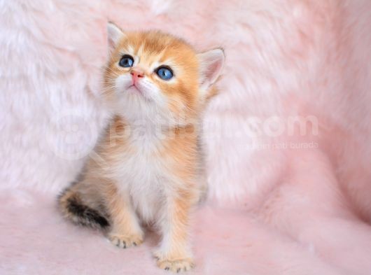 Şahane Gold Rengi Ny11 British Shorthair görsel