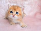 Şahane Gold Rengi NY11 British Shorthair