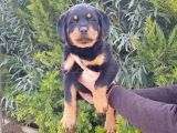 Mukemmel Rottweiler Yavrularımız