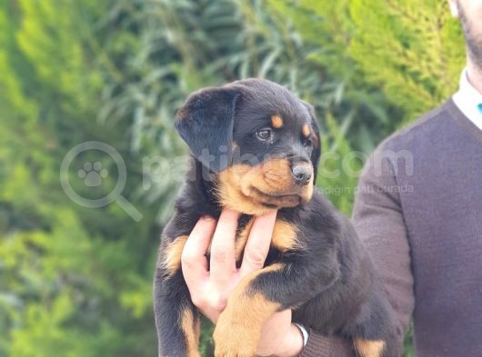 Mukemmel Rottweiler Yavrularımız
