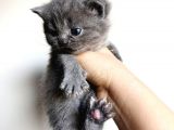 Scottish Fold Ve British Shorthair Yavruları