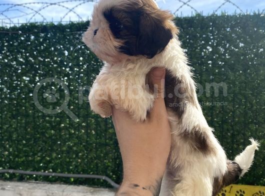 Eşsi̇z Shi̇h Tzu Bebekler görsel