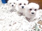 0 Numara Bem Beyaz Maltese Terrier Yavrularımız