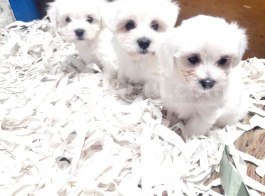 0 Numara Bem Beyaz Maltese Terrier Yavrularımız görsel