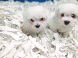 0 Numara Bem Beyaz Maltese Terrier Yavrularımız