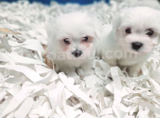 0 Numara Bem Beyaz Maltese Terrier Yavrularımız görsel