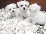 0 Numara Bem Beyaz Maltese Terrier Yavrularımız
