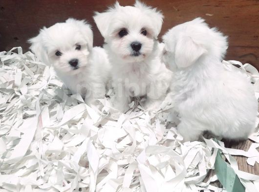 0 Numara Bem Beyaz Maltese Terrier Yavrularımız görsel