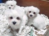 0 Numara Bem Beyaz Maltese Terrier Yavrularımız