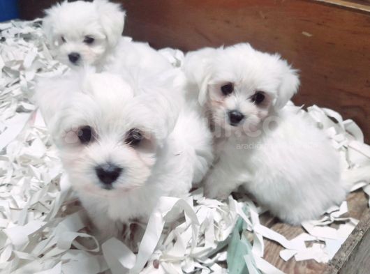 0 Numara Bem Beyaz Maltese Terrier Yavrularımız görsel