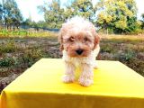 Ust Kalide Maltipoo Yavrularımız