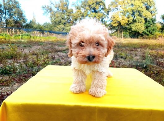 Ust Kalide Maltipoo Yavrularımız görsel