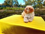 Ust Kalide Maltipoo Yavrularımız