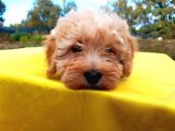 Ust Kalide Maltipoo Yavrularımız