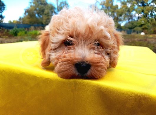 Ust Kalide Maltipoo Yavrularımız görsel