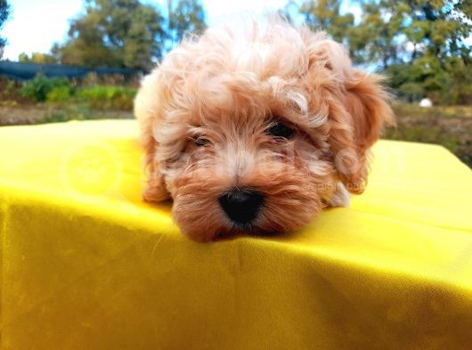 Ust Kalide Maltipoo Yavrularımız görsel