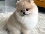 POMERRİAN BOO AYI SURATLI 