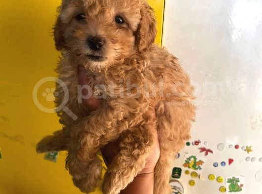 Büyümeyen Boy Toy Poodle Yavrum Pet Eğitimli Ve Sağlık Garan
