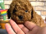Red Brown Mini Boy Toy Poodle Erkek Yavru
